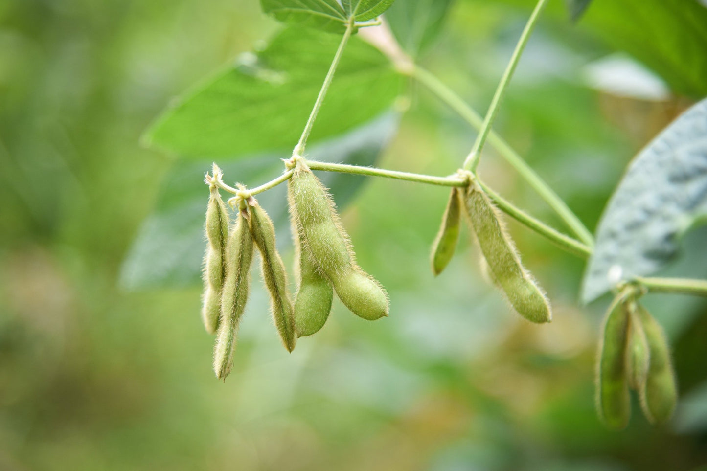 SOYBEAN - Edamame seeds