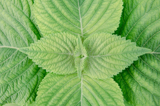 Shiso - Korean Green (Perilla) seeds