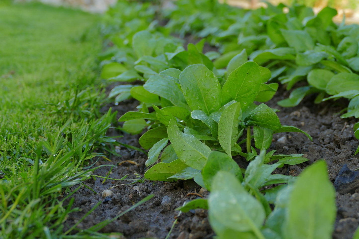 SPINACH - Baby seeds