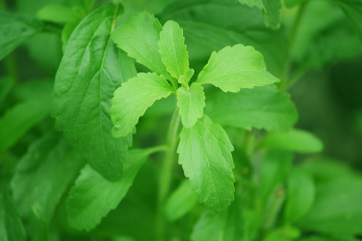 Stevia rebaudiana – Sweet Leaf Seeds | Natural Sugar Alternative