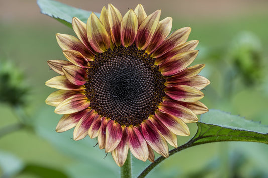 Sunflower - Crimson Peach Seeds