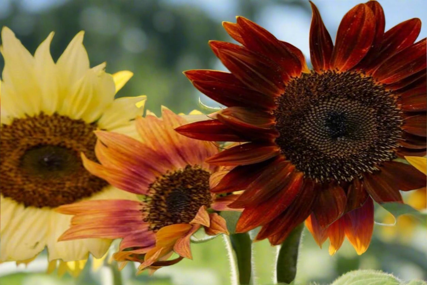 Sunflower - Evening Sun Seeds