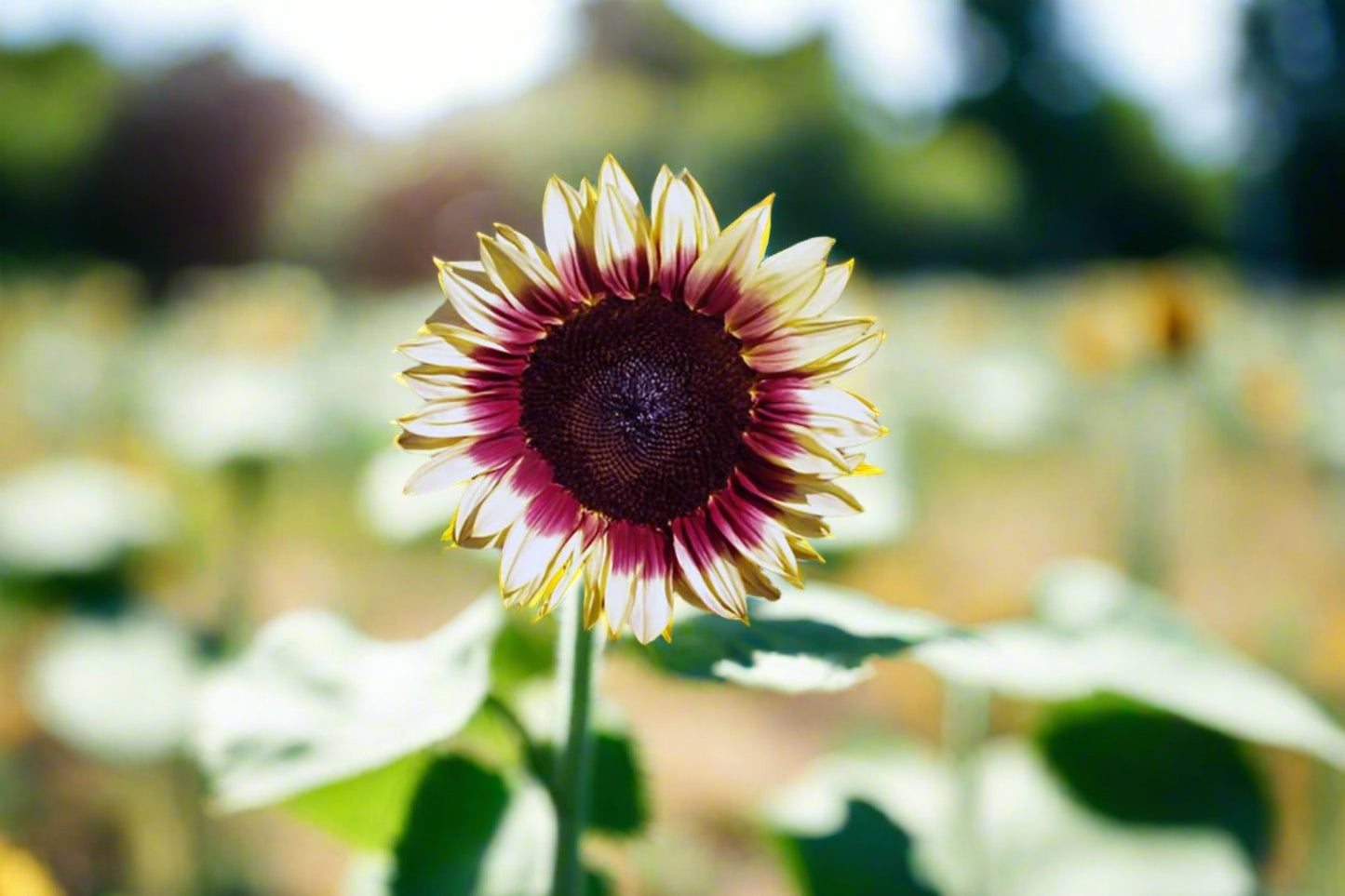 Sunflower - Lilac Seeds