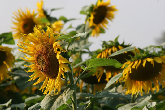 Sunflower - Sunbird seeds