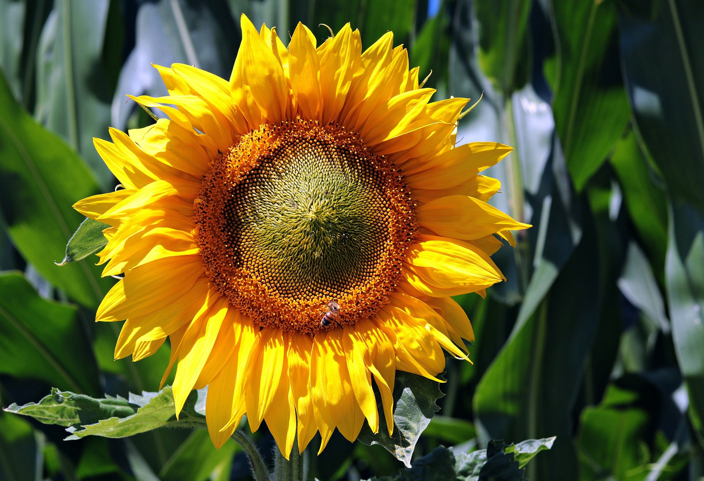 Sunflower - Sunbird seeds