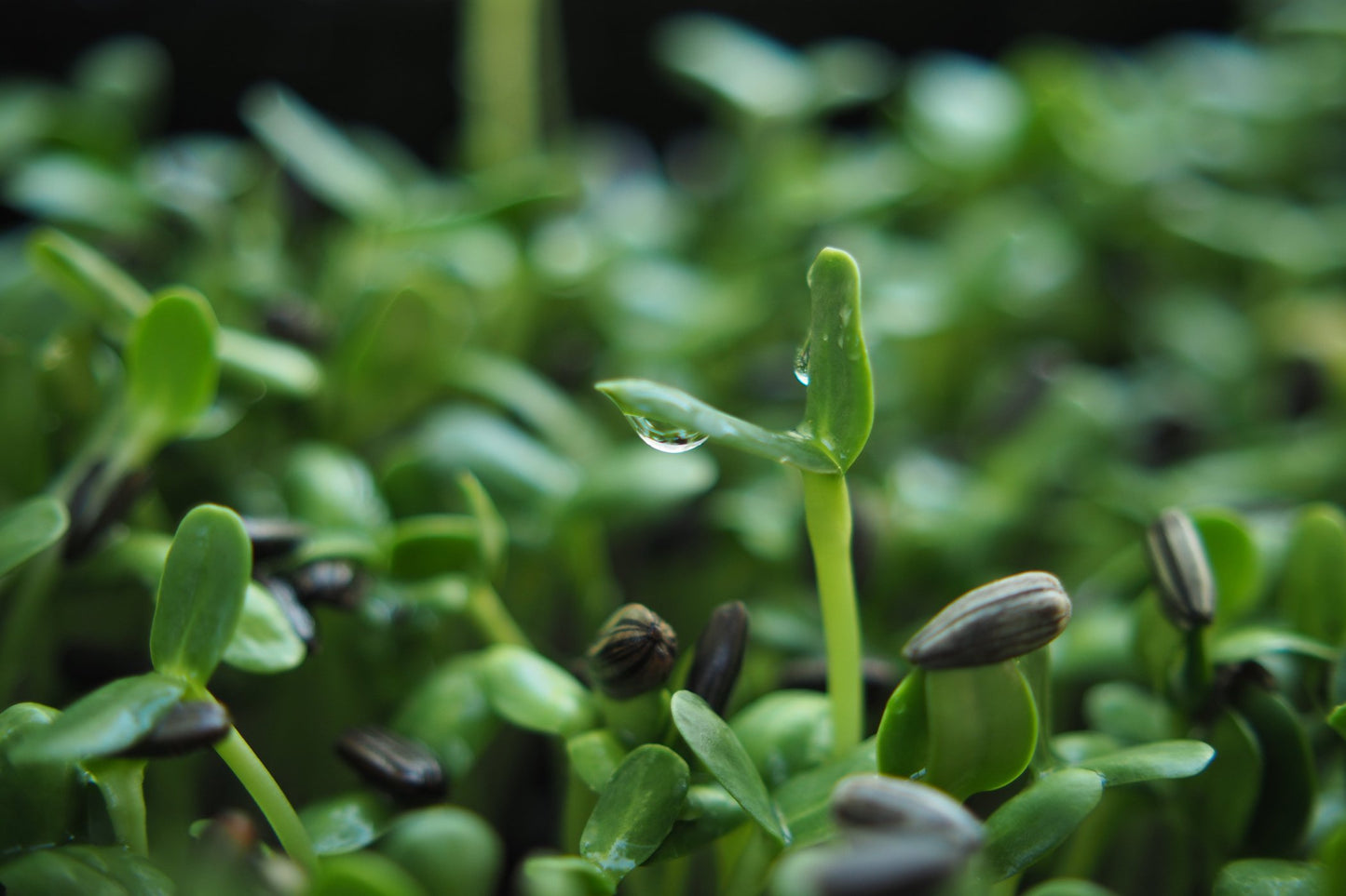 Sunflower grey striped Seeds (Sprouting)