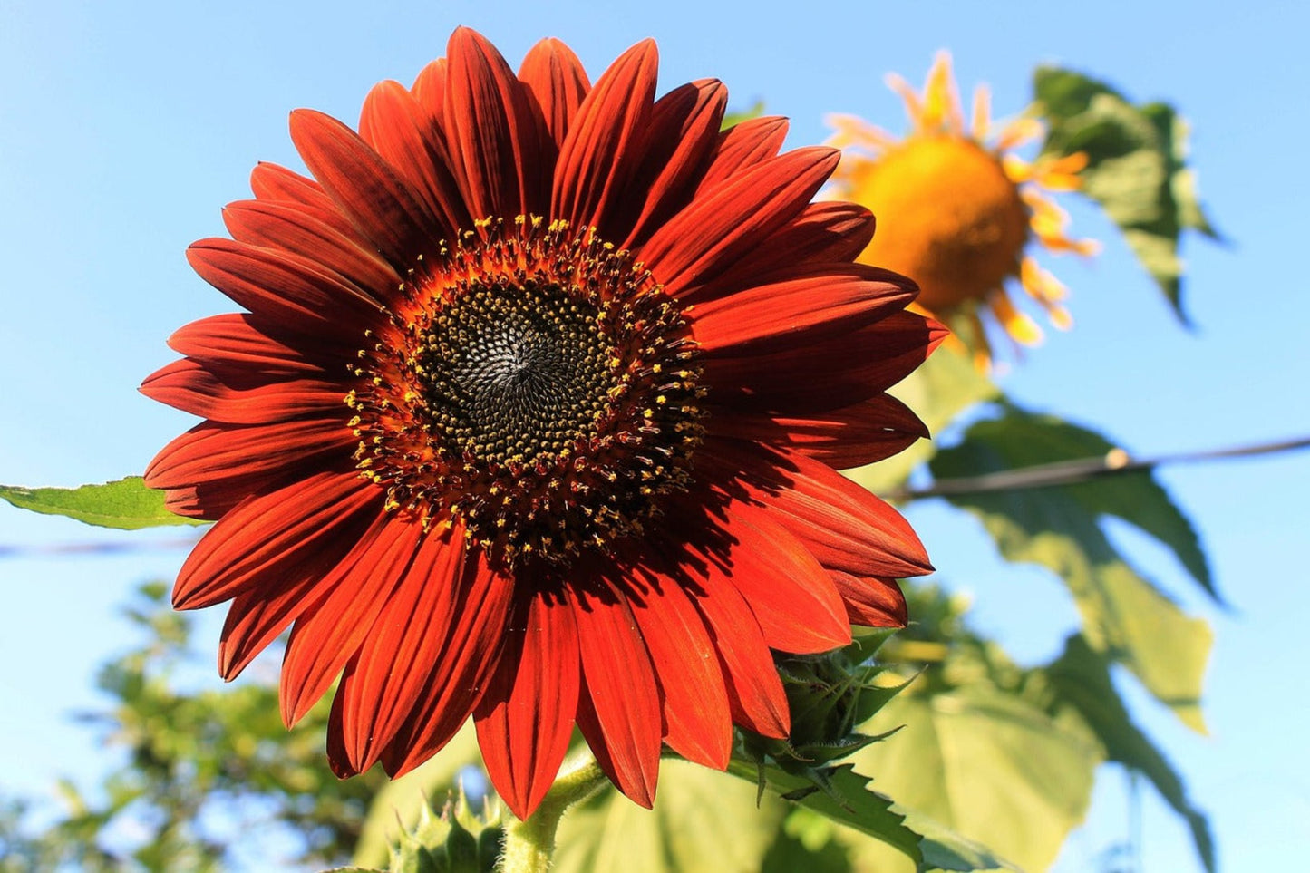 Sunflower Red Velvet Seeds