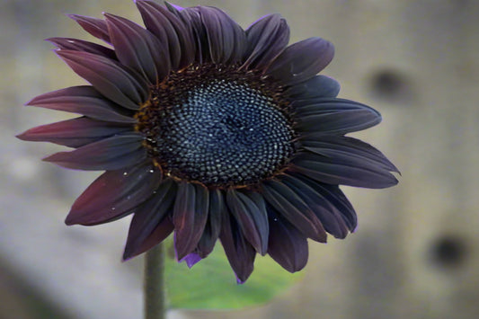 Sunflower Total Eclipse Seeds