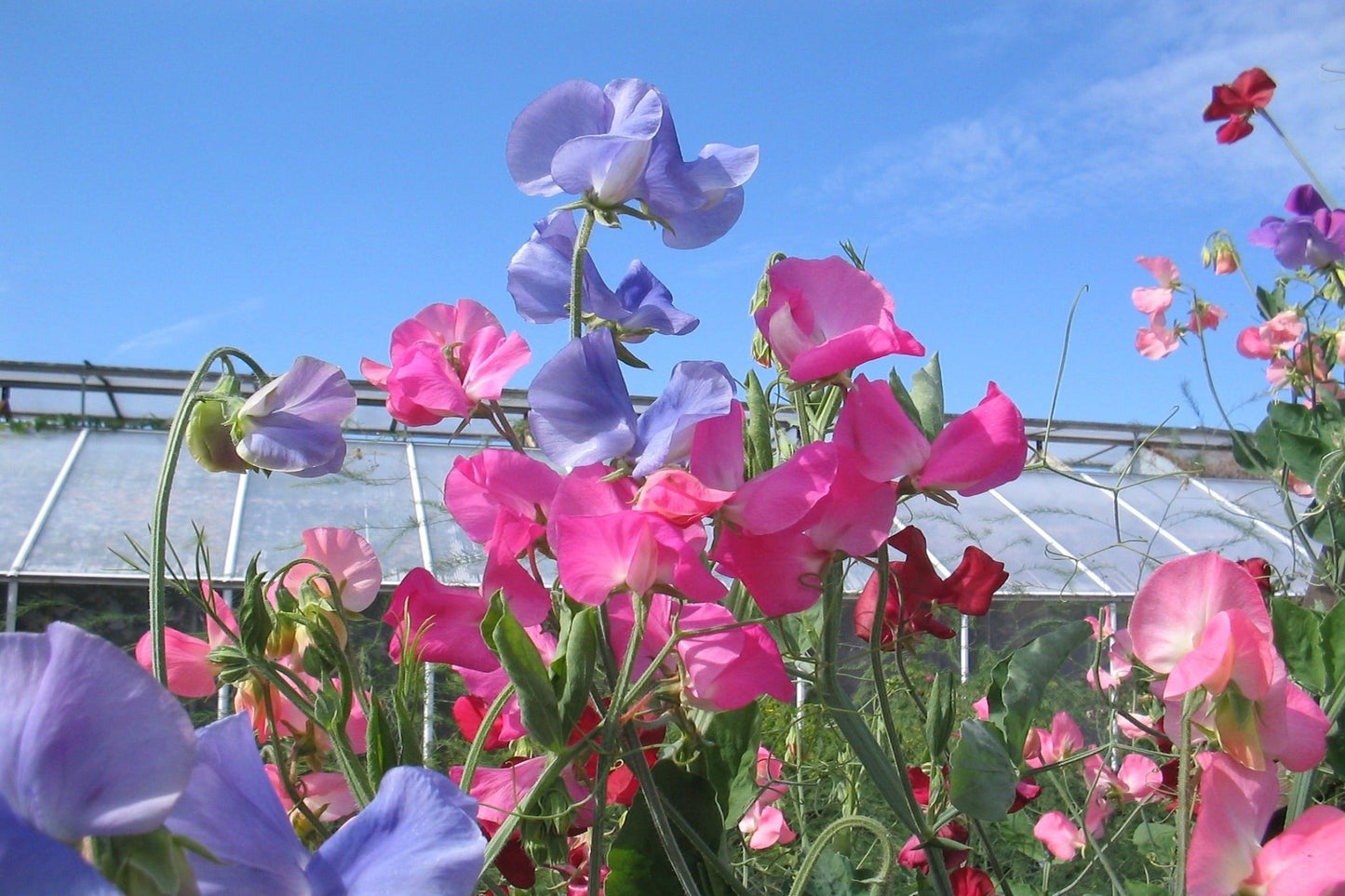 Sweet Pea  "Supersnoop" Seeds