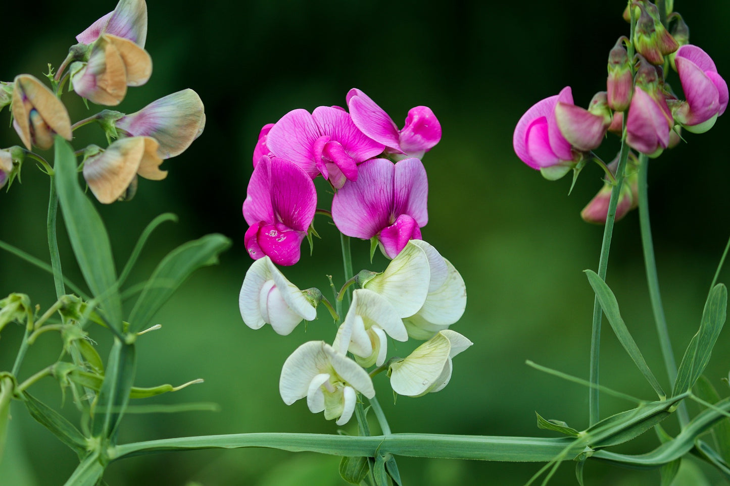 Sweet Pea  "Supersnoop" Seeds