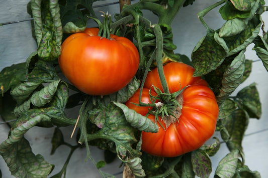 Tomato - Beefsteak seeds