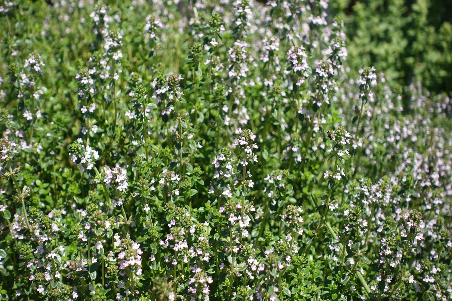 Thyme Summer Seeds