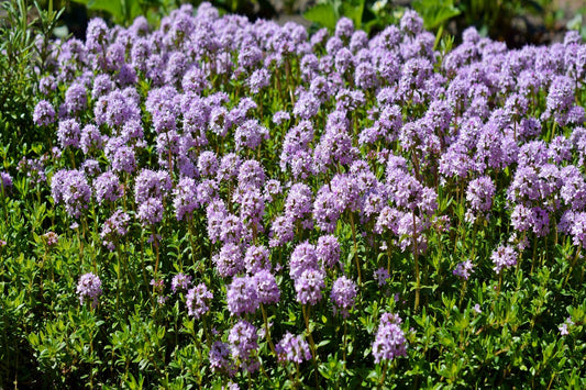 Thyme Creeping Seeds