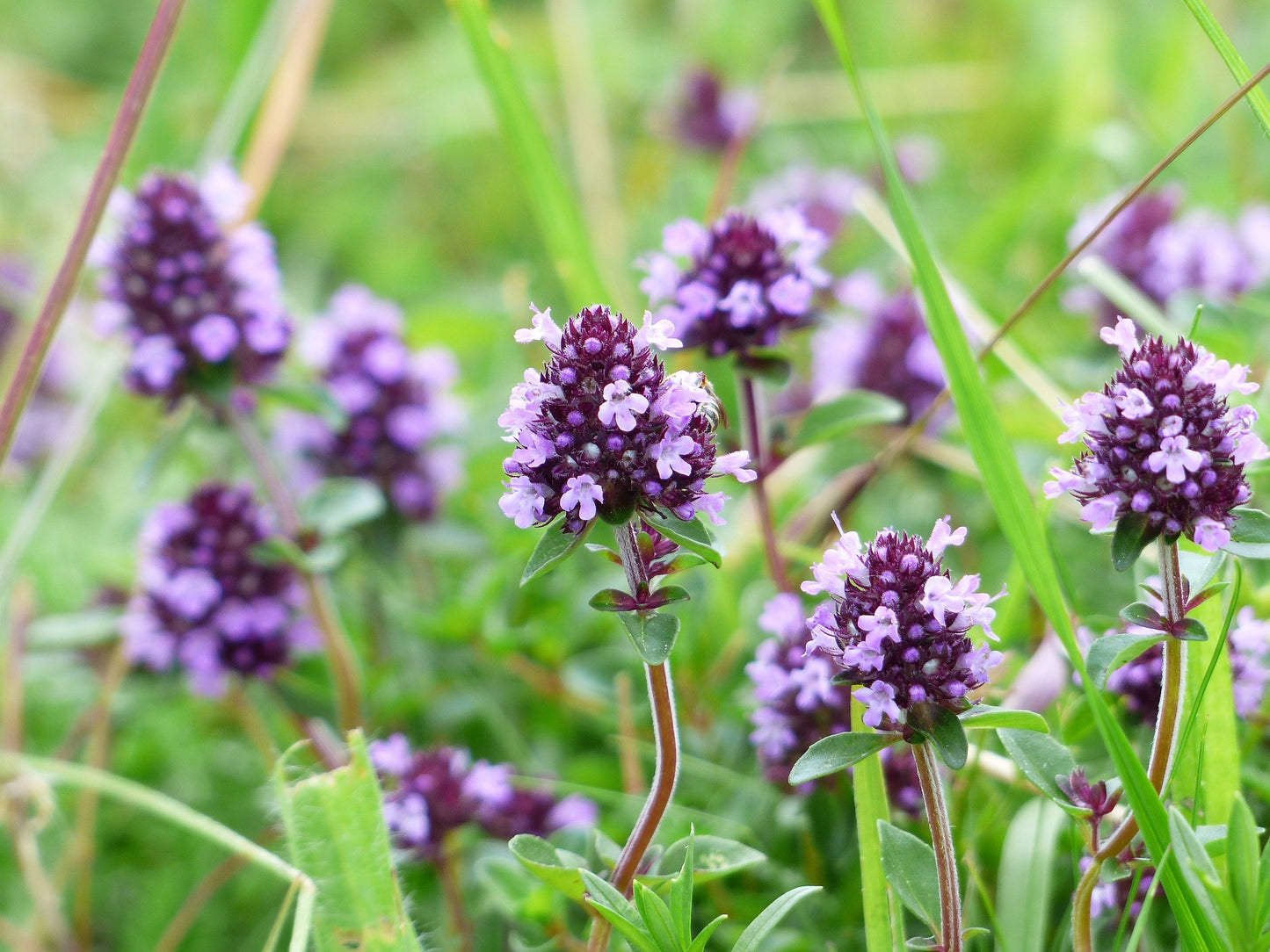 Thyme Creeping Seeds