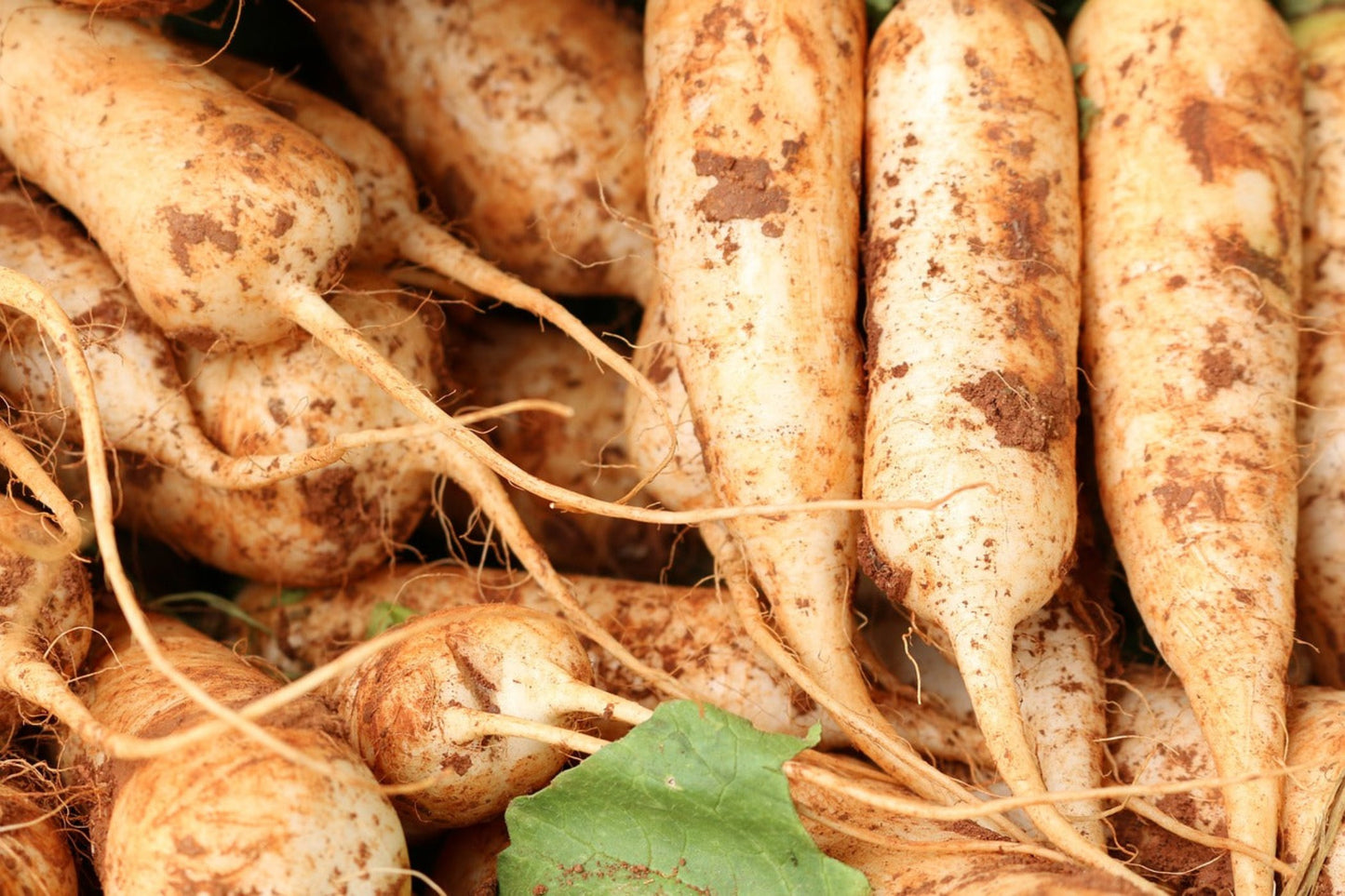 Tillage Radish Seeds