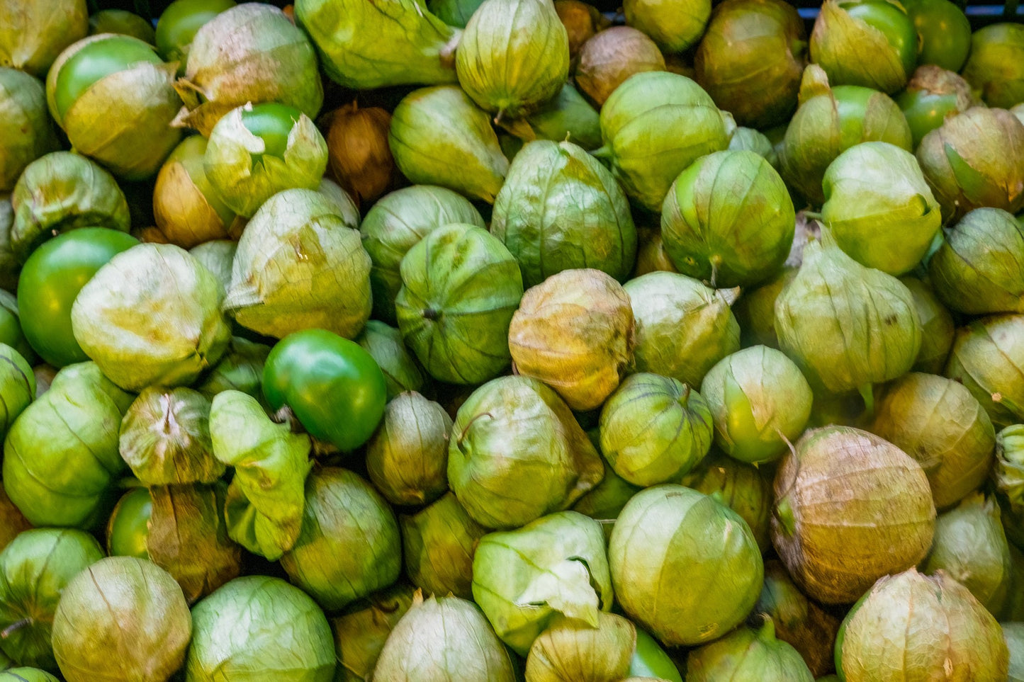 Tomatillo - Verde Puebla Seeds - Treated