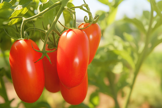 Tomato - San Marzano Seeds