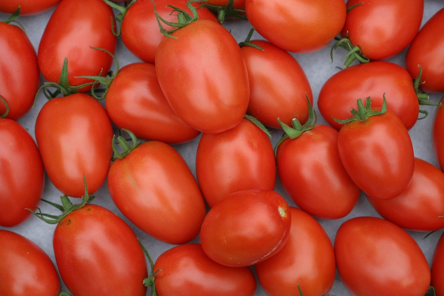 Tomato - Roma Seeds