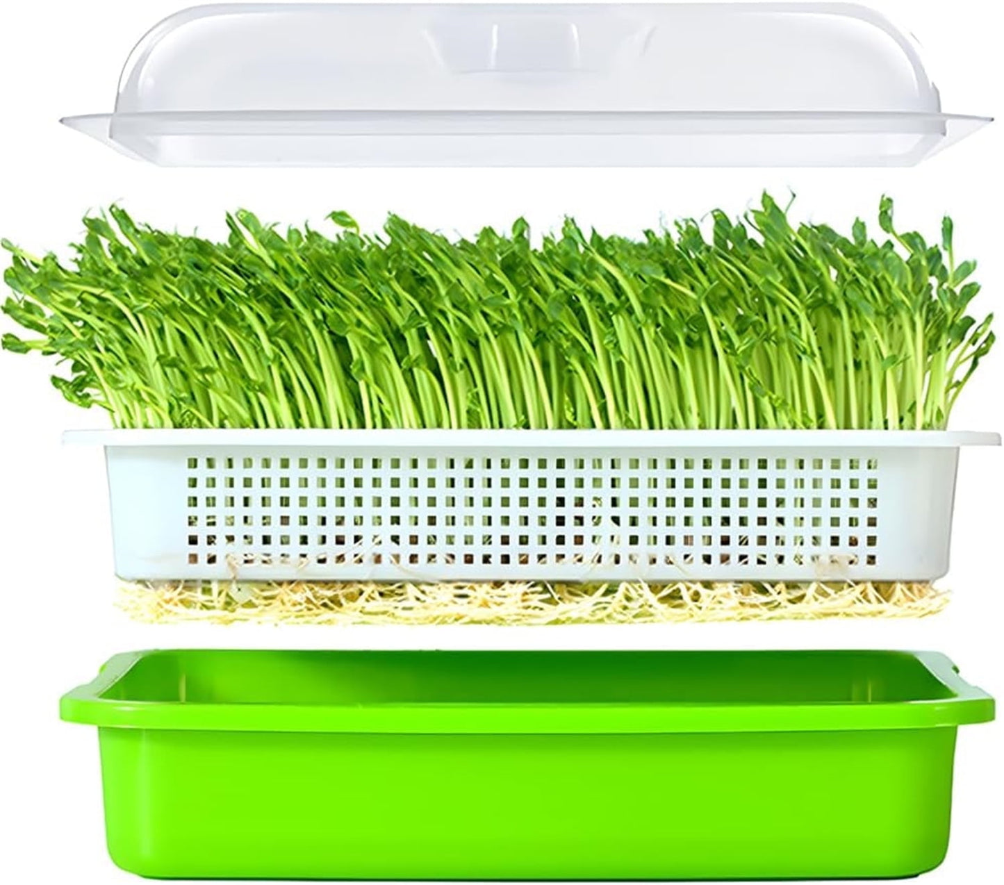 Seed Sprouting & Microgreens Tray – 32.5 × 24.1cm
