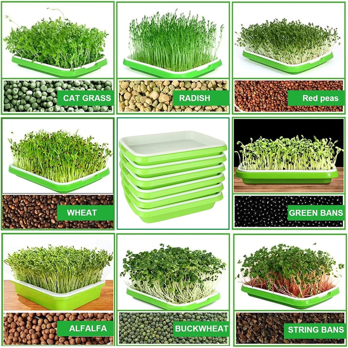 Seed Sprouting & Microgreens Tray – 32.5 × 24.1cm