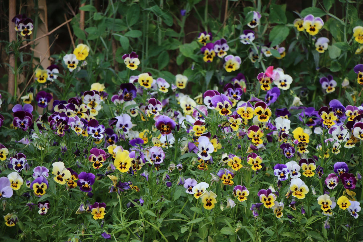 Viola Pastel Tricolour Mix