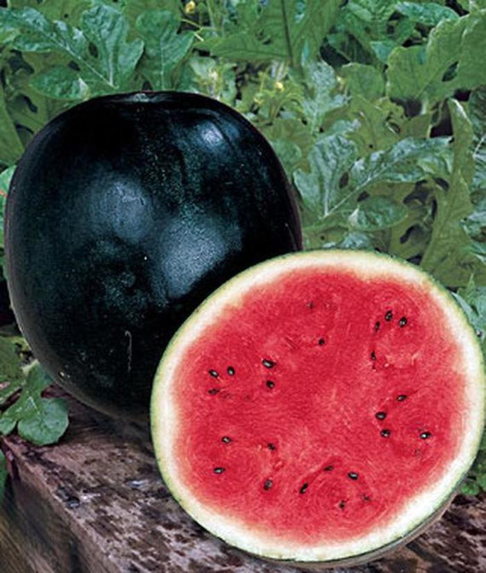 Watermelon - Sugar Baby Seeds