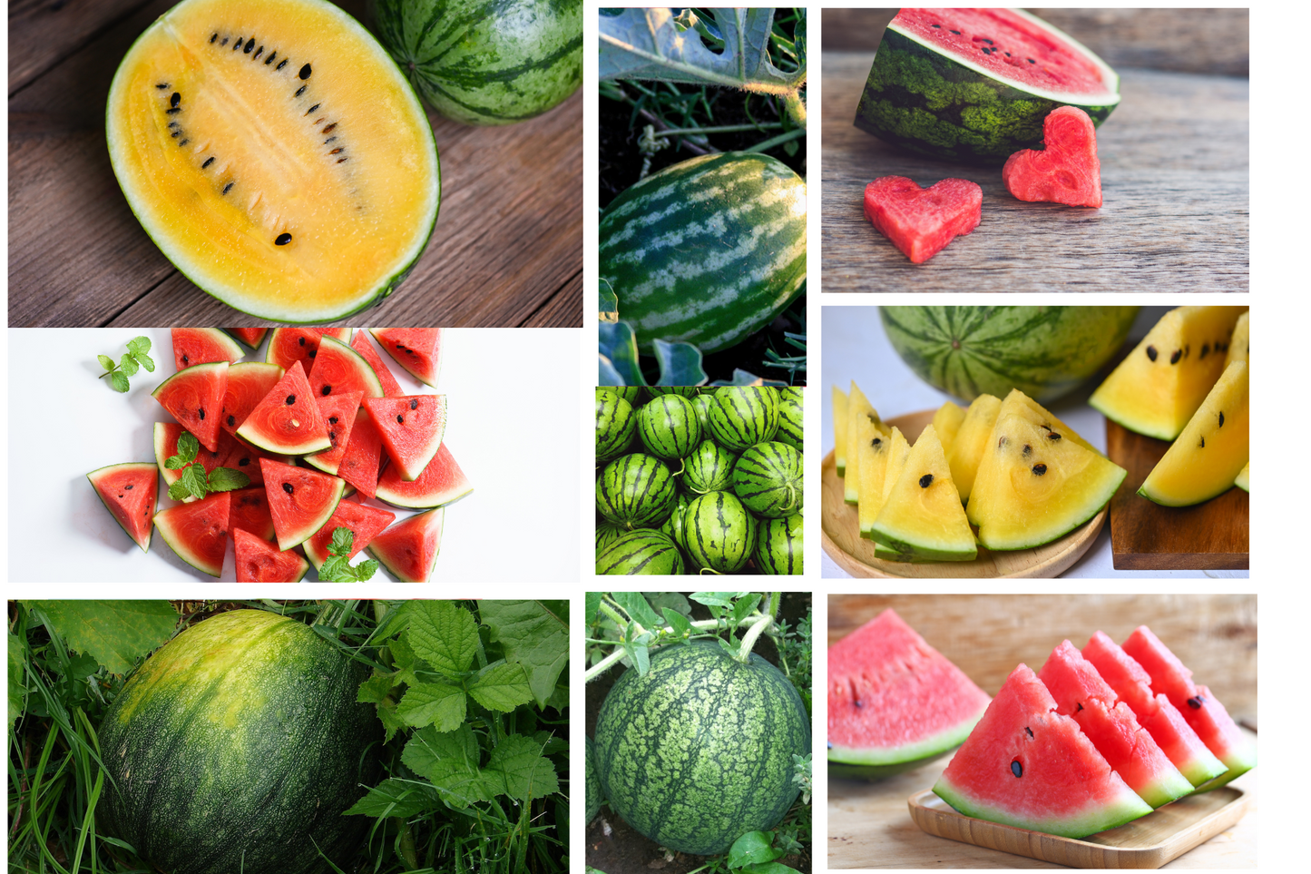 Watermelon heirloom mix seeds