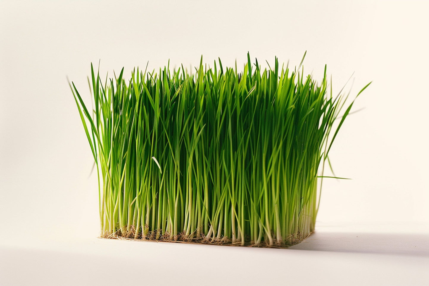 Wheat Grass Sprout Seeds - BULK