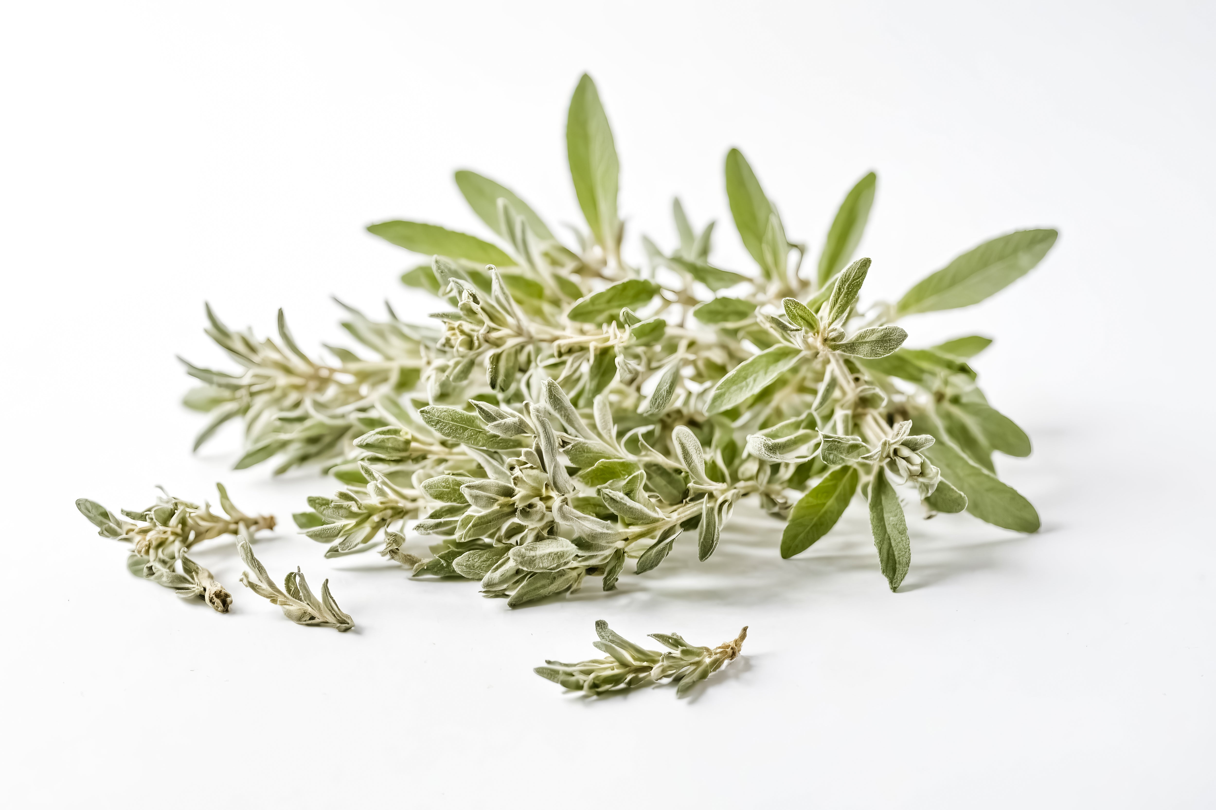 White Sage Seeds – Seeds N Beyond