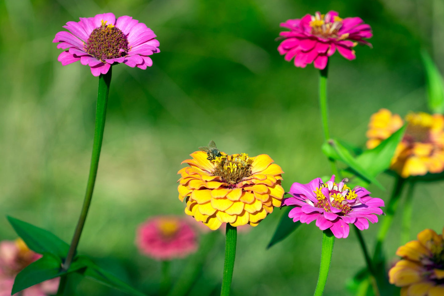 Zinnia Scabiosa Flowered Mix Seeds