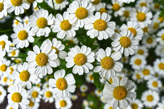 Chamomile German Seeds