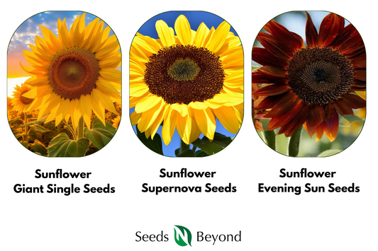Sunburst Sunflower Trio – 3 Stunning Varieties